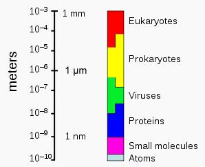 The sizes of prokaryotes relative to other organisms and biomolecules